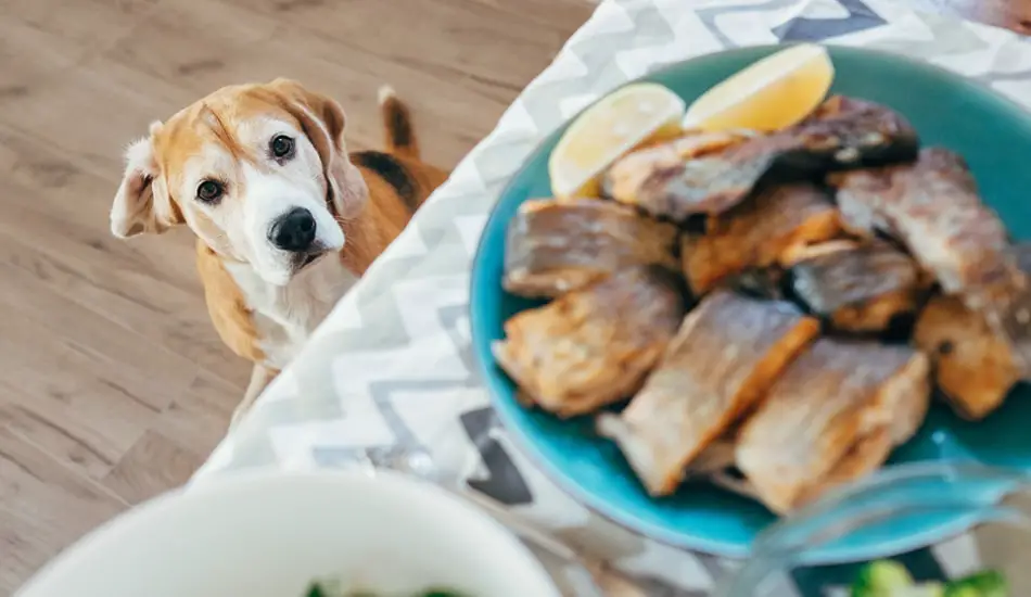 هل تأكل الكلاب السمك