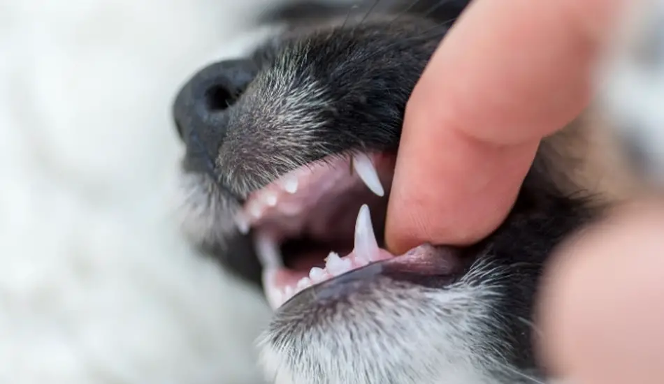 تبديل الاسنان عند الكلاب