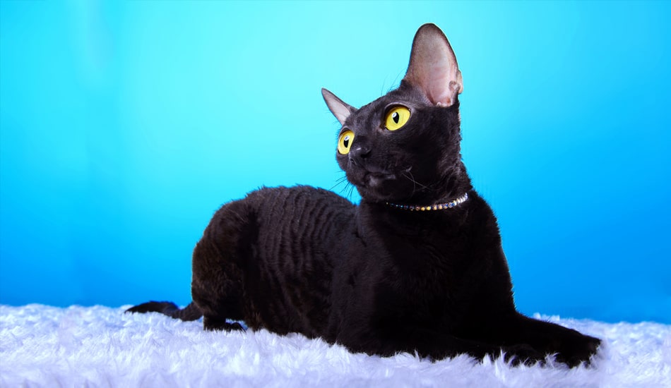 انواع القطط السوداء