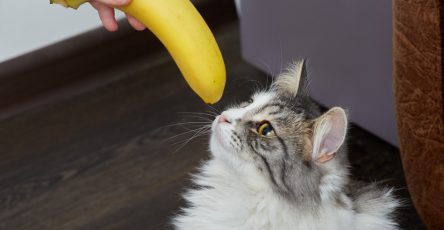 هل تأكل القطط الموز؟