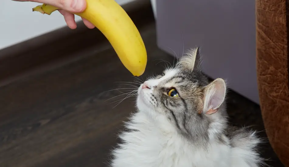 هل تأكل القطط الموز؟
